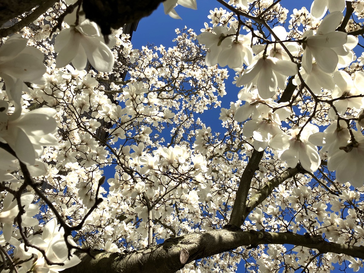 Magnolia trees on the Commonwealth Avenue Mall, Back Bay