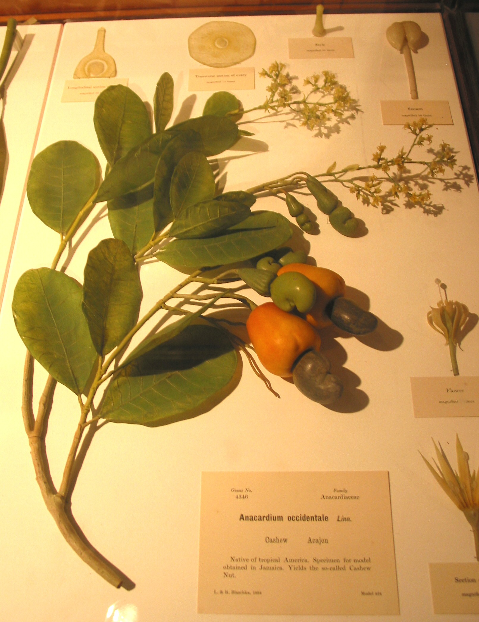 The Glass Flowers at the Harvard Museum of Natural History