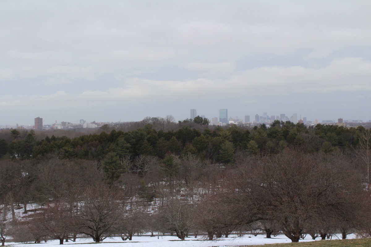 Boston skyline from Peters Hill, Arnold Arboretum